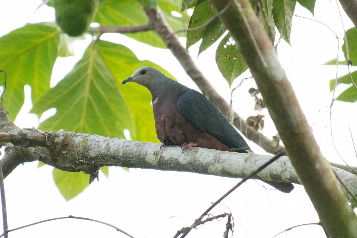 Chestnut-bellied Imperial-Pigeon - ML576286601