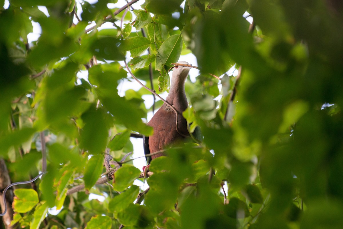 Chestnut-bellied Imperial-Pigeon - John C. Mittermeier