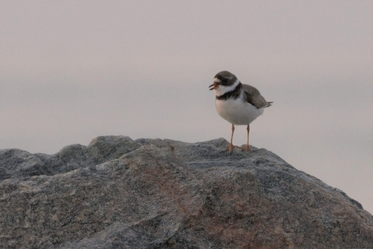 Semipalmated Plover - ML57628691