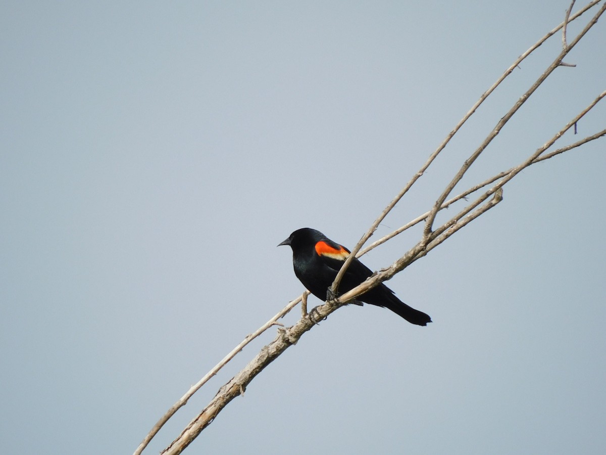 Red-winged Blackbird - Lisa Winslow