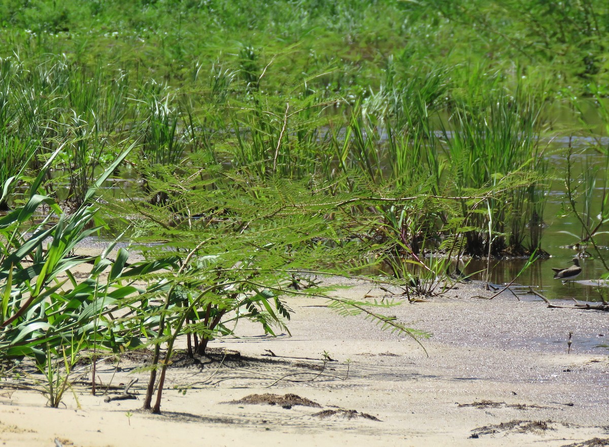 Solitary Sandpiper - ML576287351