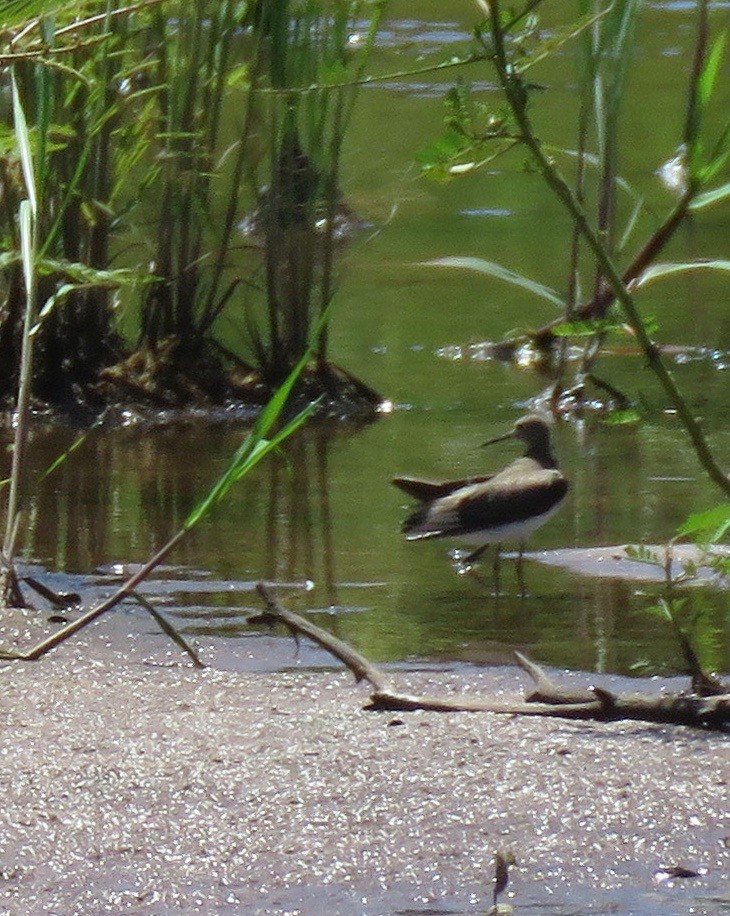 Solitary Sandpiper - ML576287361