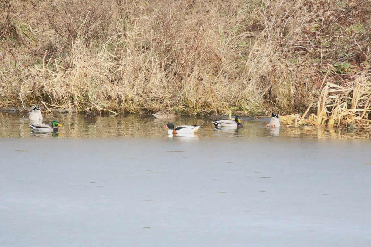 Common Shelduck - ML576288011