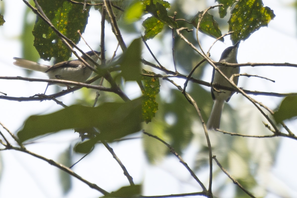 Buff-throated Apalis - ML576288761