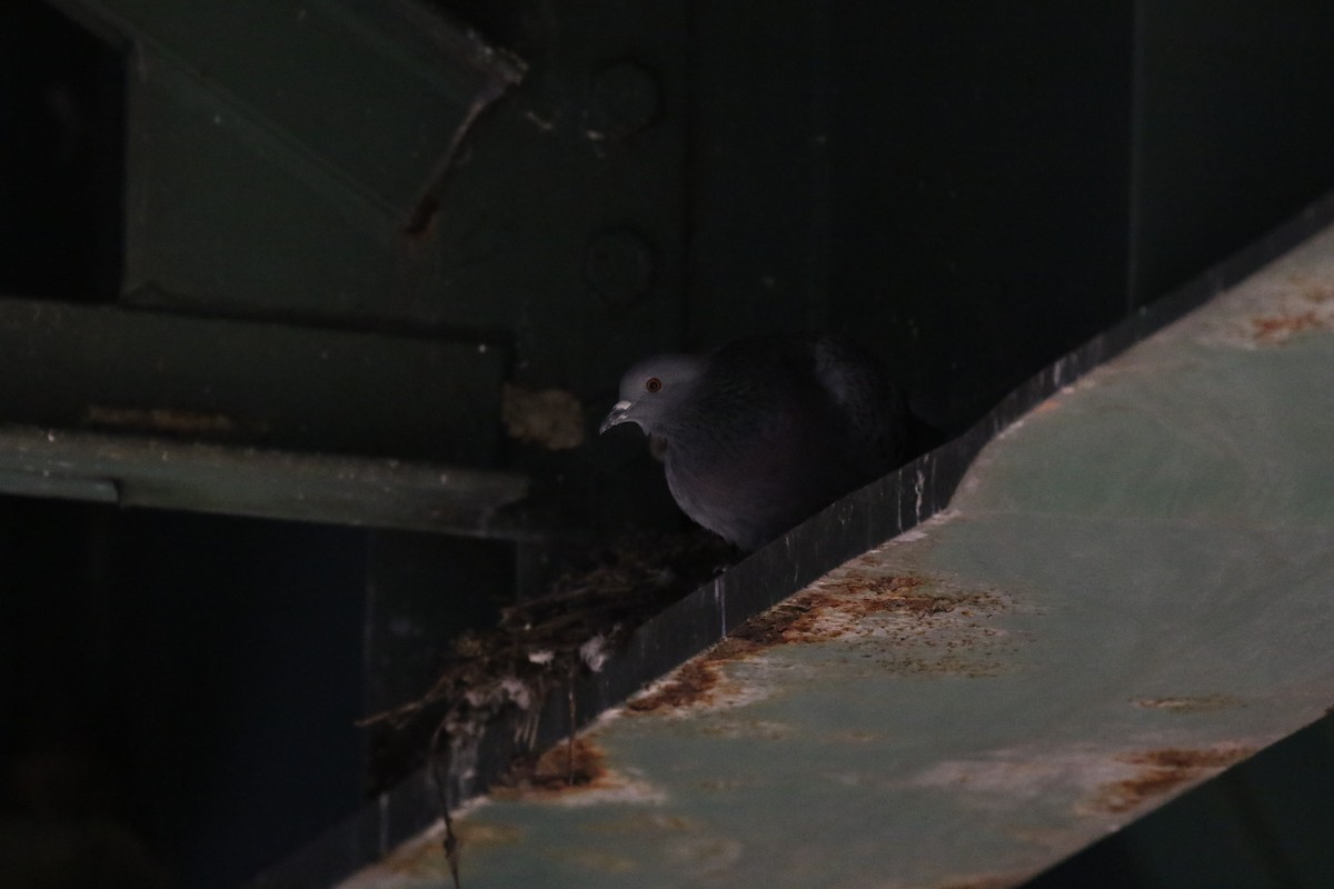 Rock Pigeon (Feral Pigeon) - Gabriel Foley