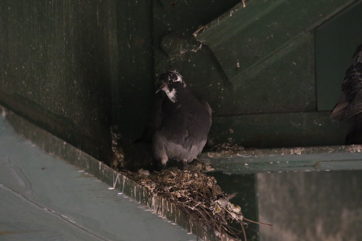 Rock Pigeon (Feral Pigeon) - ML576288801
