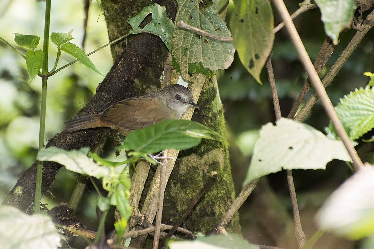 Brown Illadopsis (Brown) - ML576289301