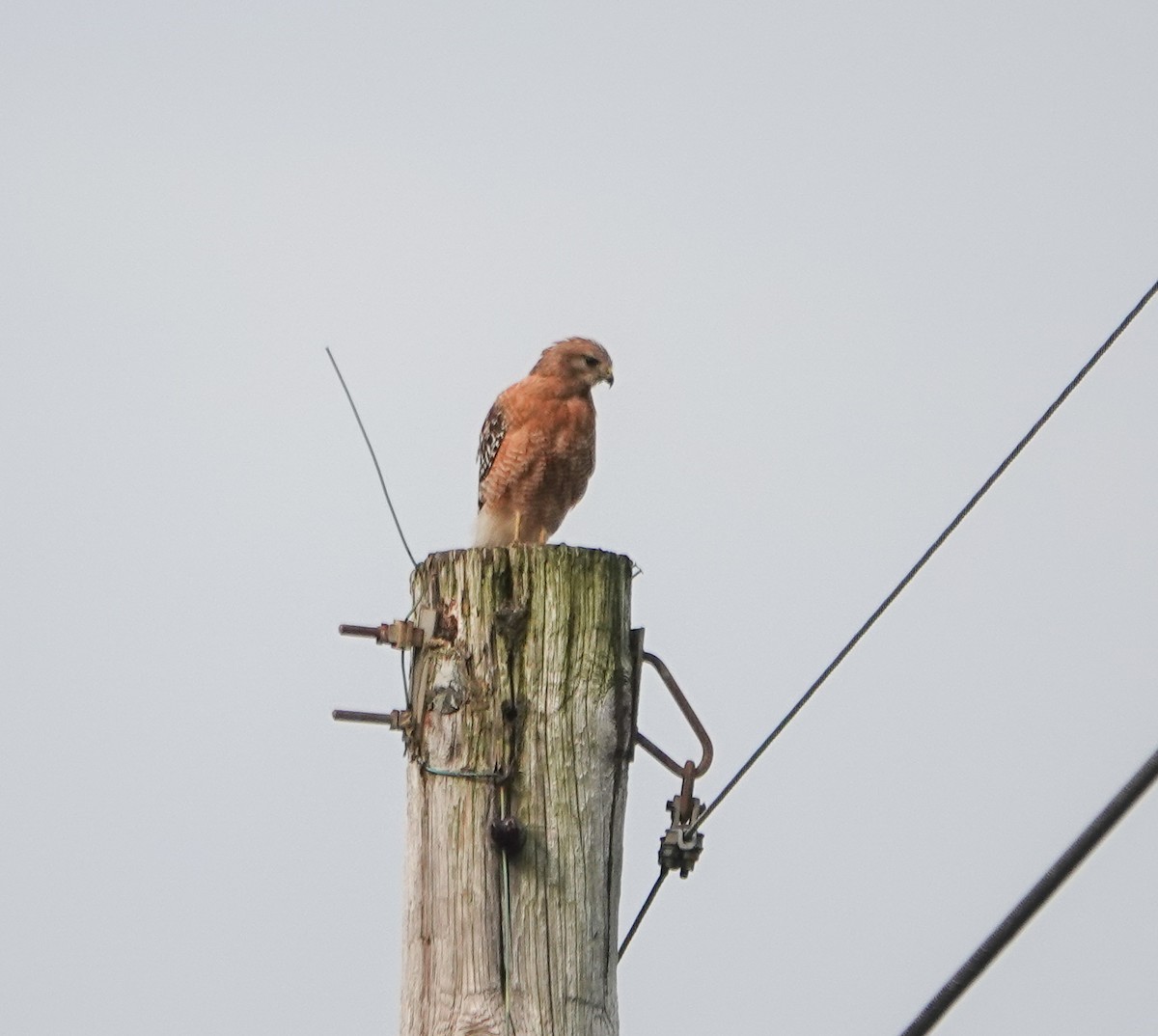 Red-shouldered Hawk - ML576289861