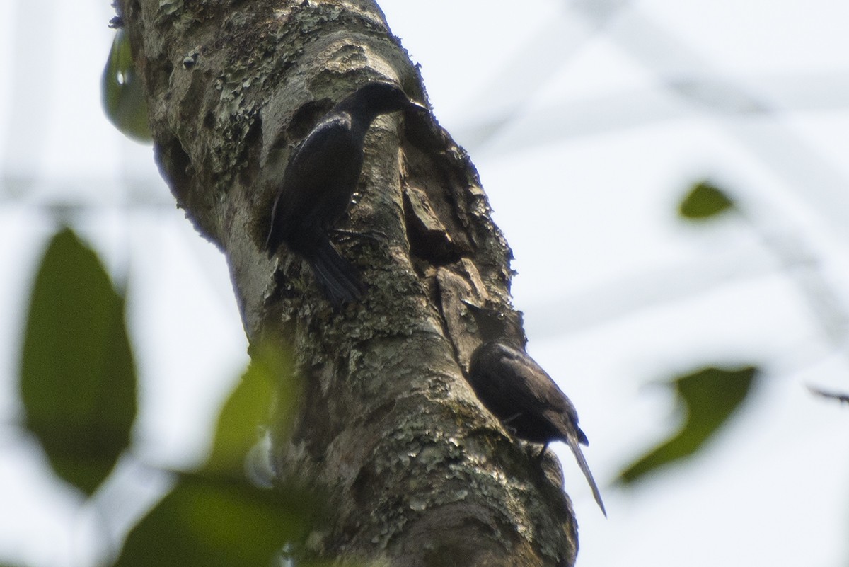 Stuhlmann's Starling - ML576290331