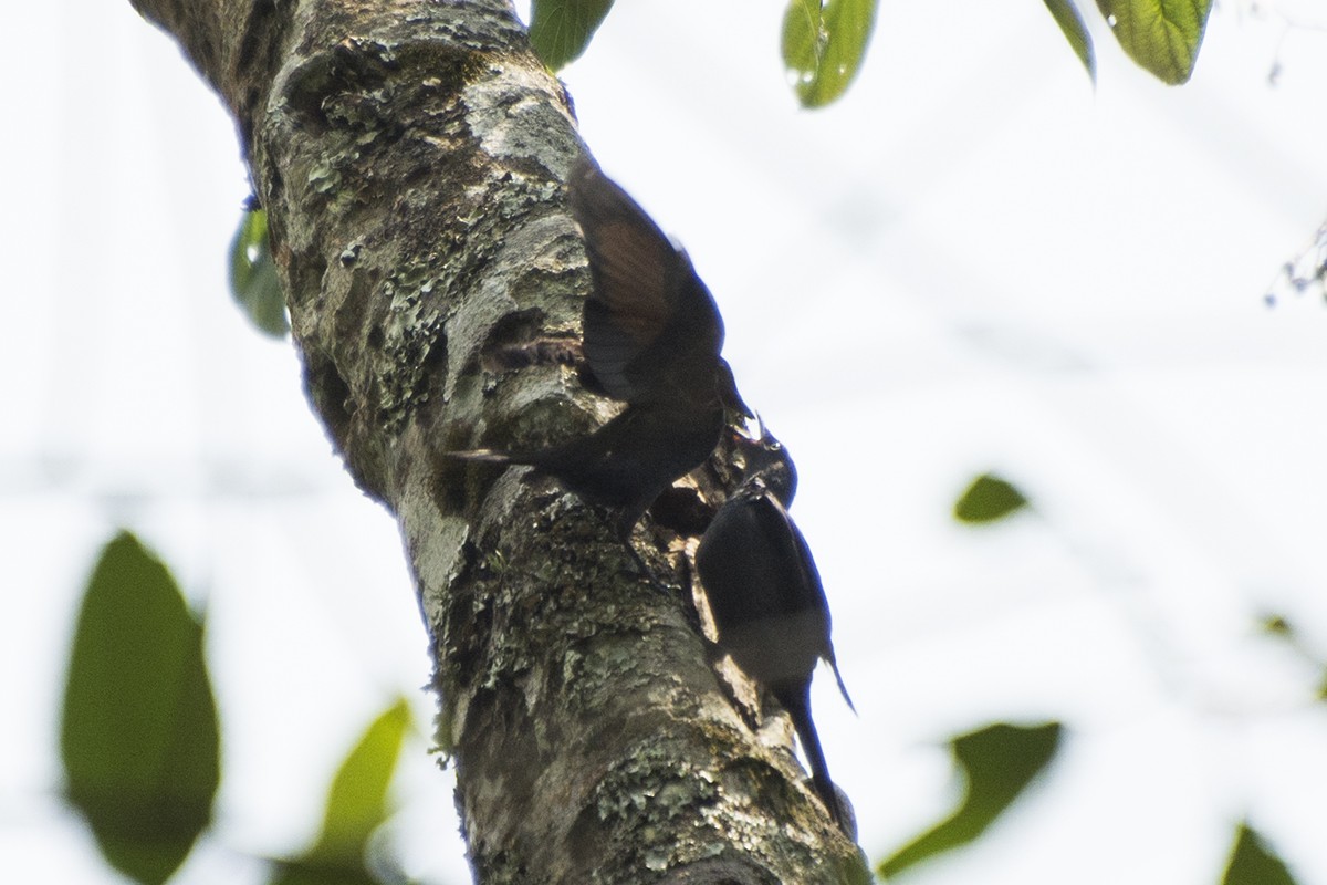 Stuhlmann's Starling - ML576290341