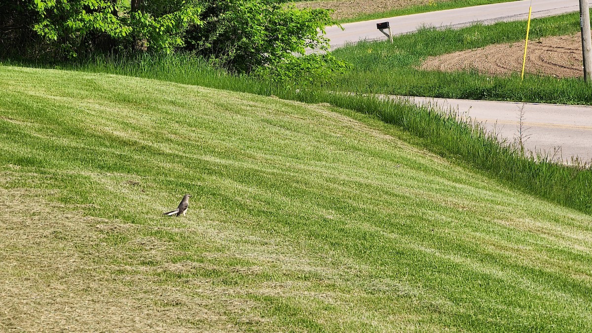 Northern Mockingbird - ML576290501