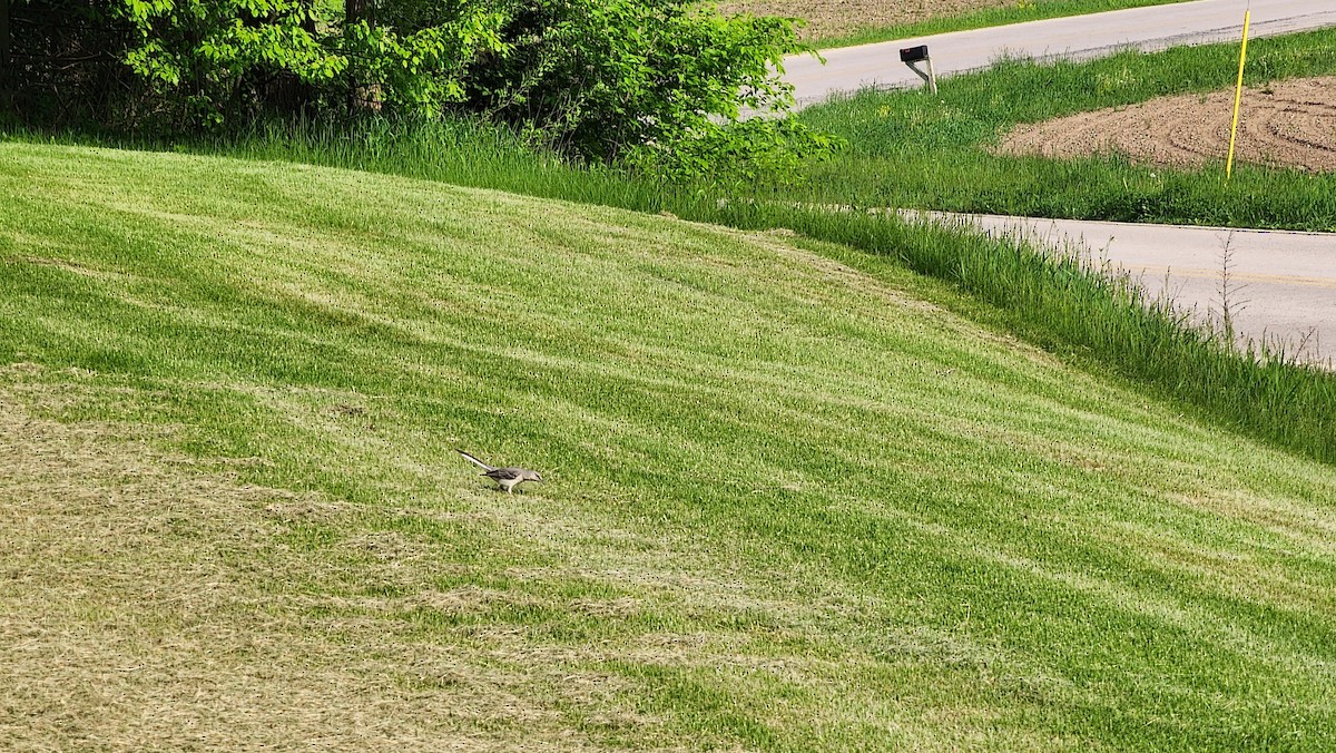 Northern Mockingbird - ML576290651