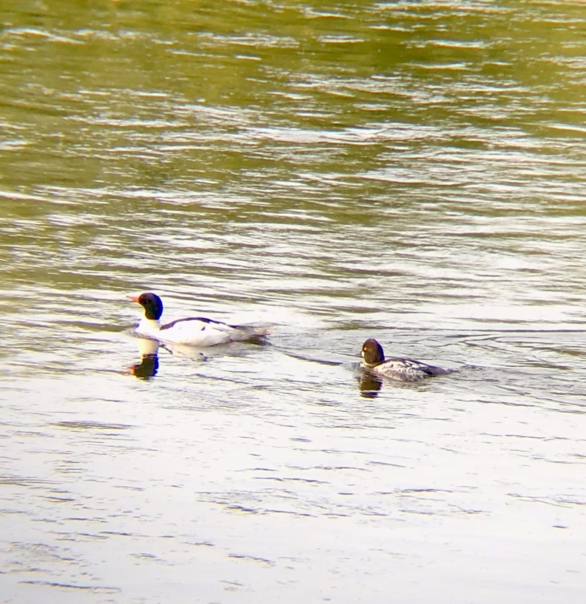 Common Goldeneye - ML576291021