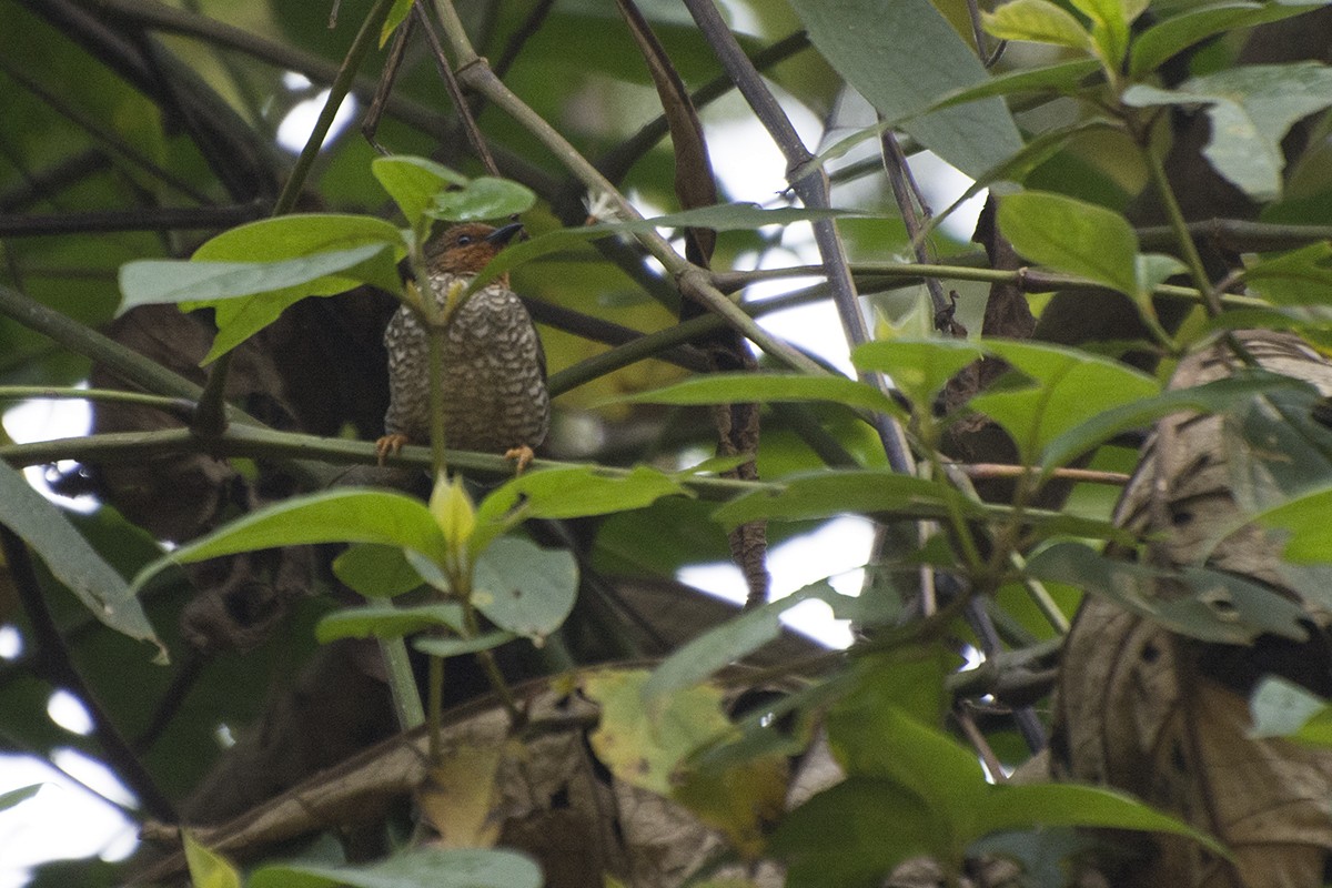 Jameson's Antpecker - ML576291591