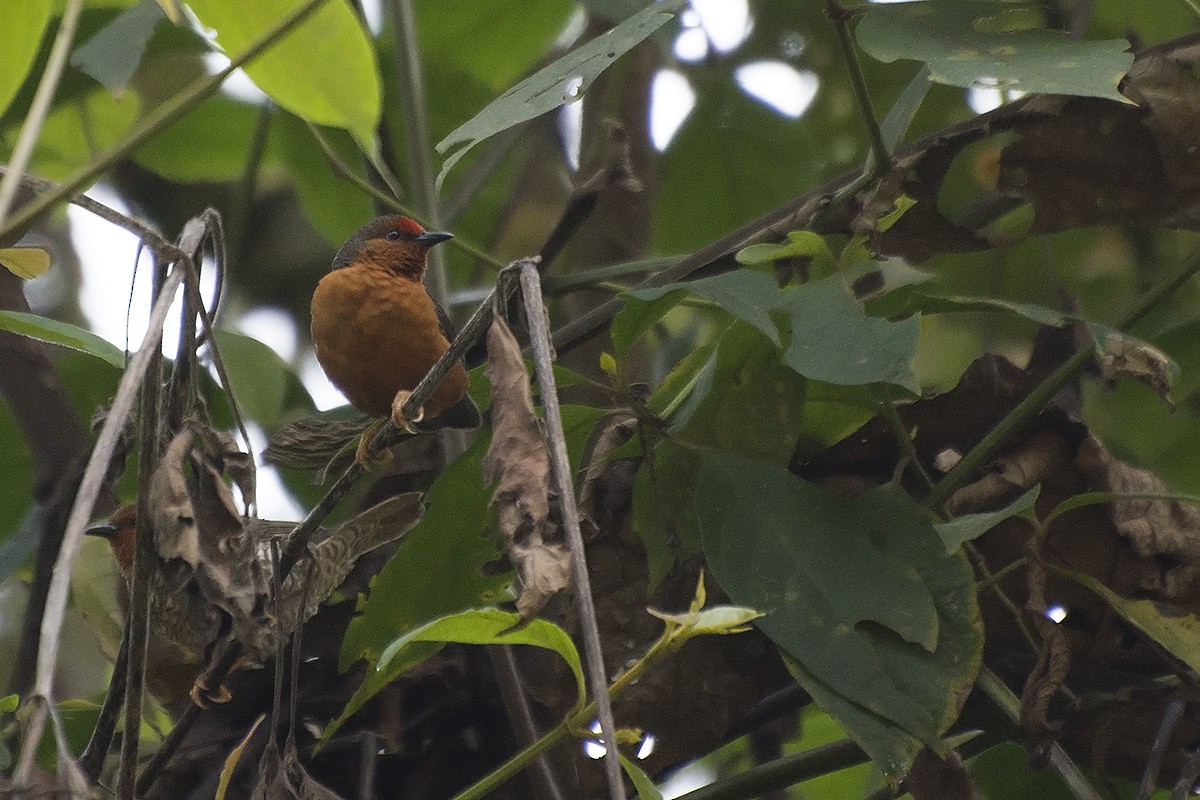 Jameson's Antpecker - ML576291601