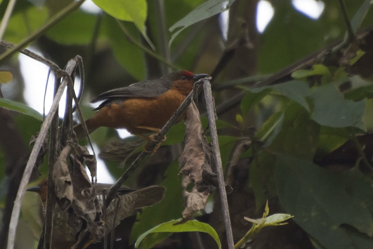 Jameson's Antpecker - ML576291611