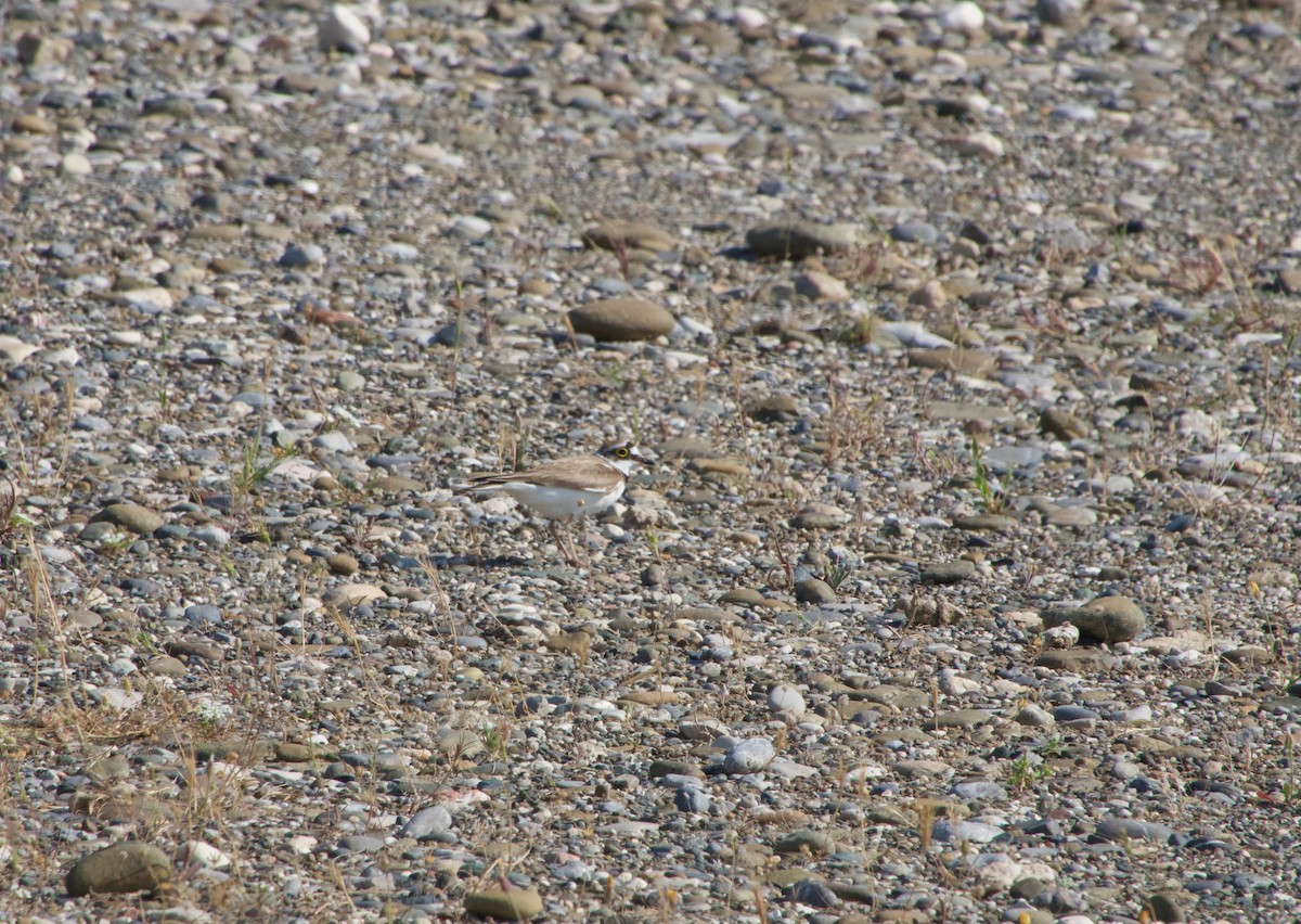 Little Ringed Plover - ML576292911