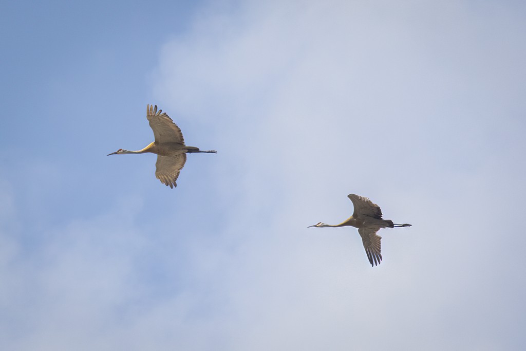 Sandhill Crane - John Richards