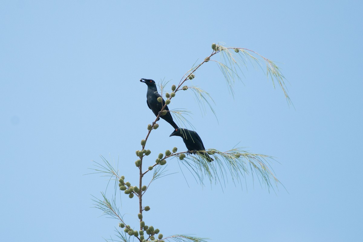 Singing Starling - ML576293231