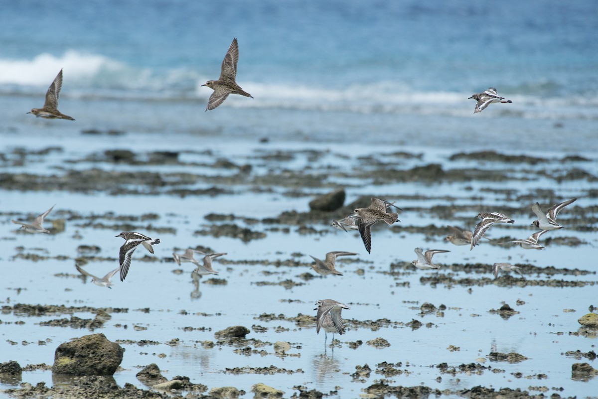 Pacific Golden-Plover - ML576294171