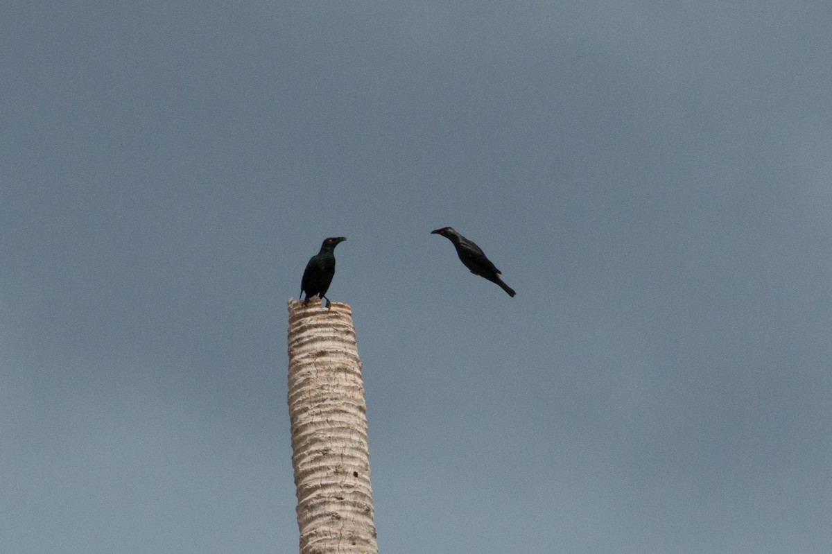 Singing Starling - John C. Mittermeier