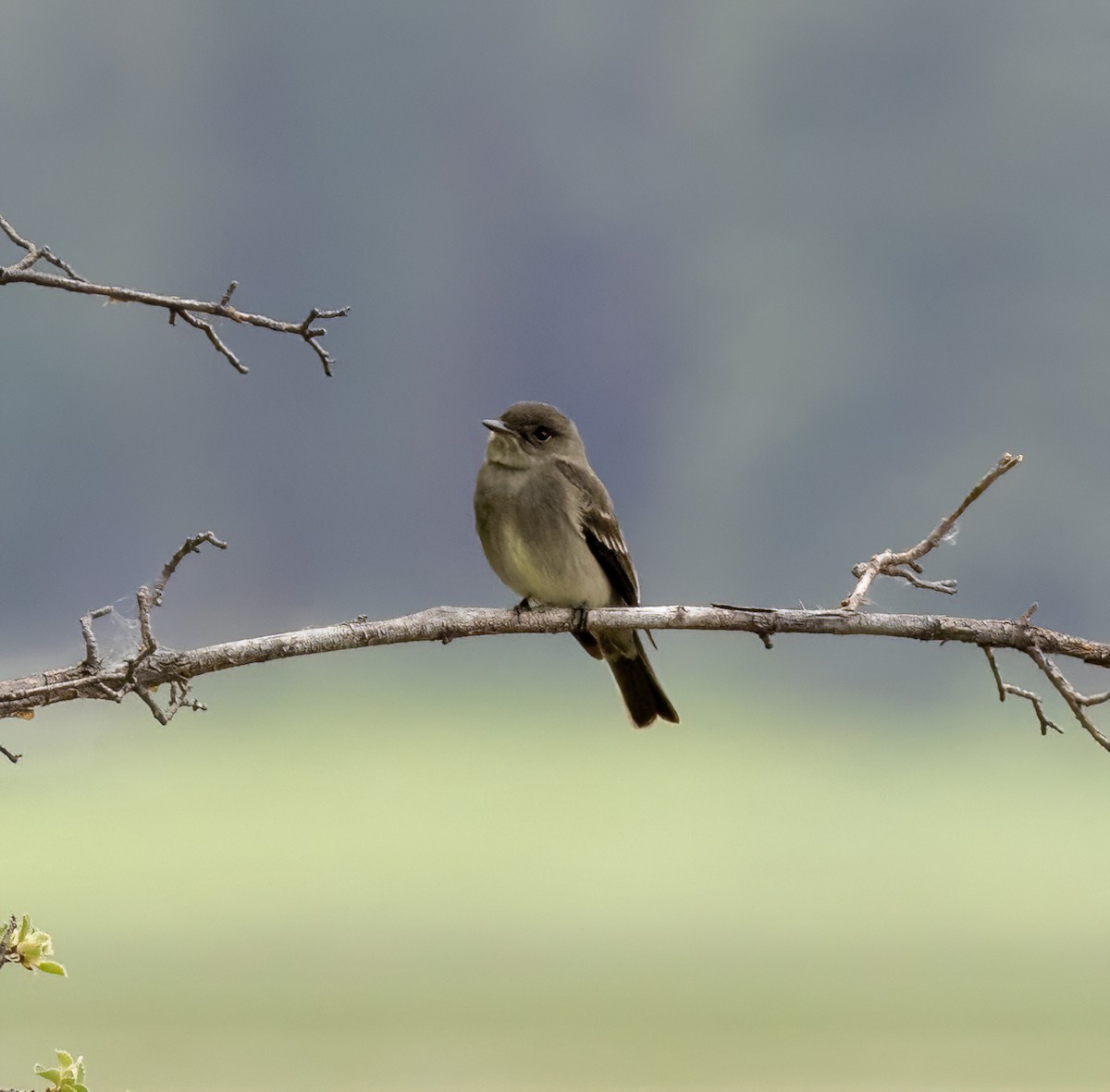 Western Wood-Pewee - ML576295071