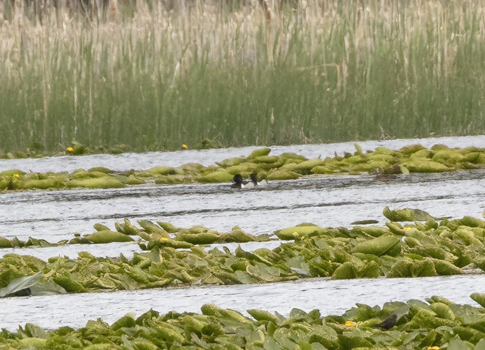 Ring-necked Duck - David Sexton