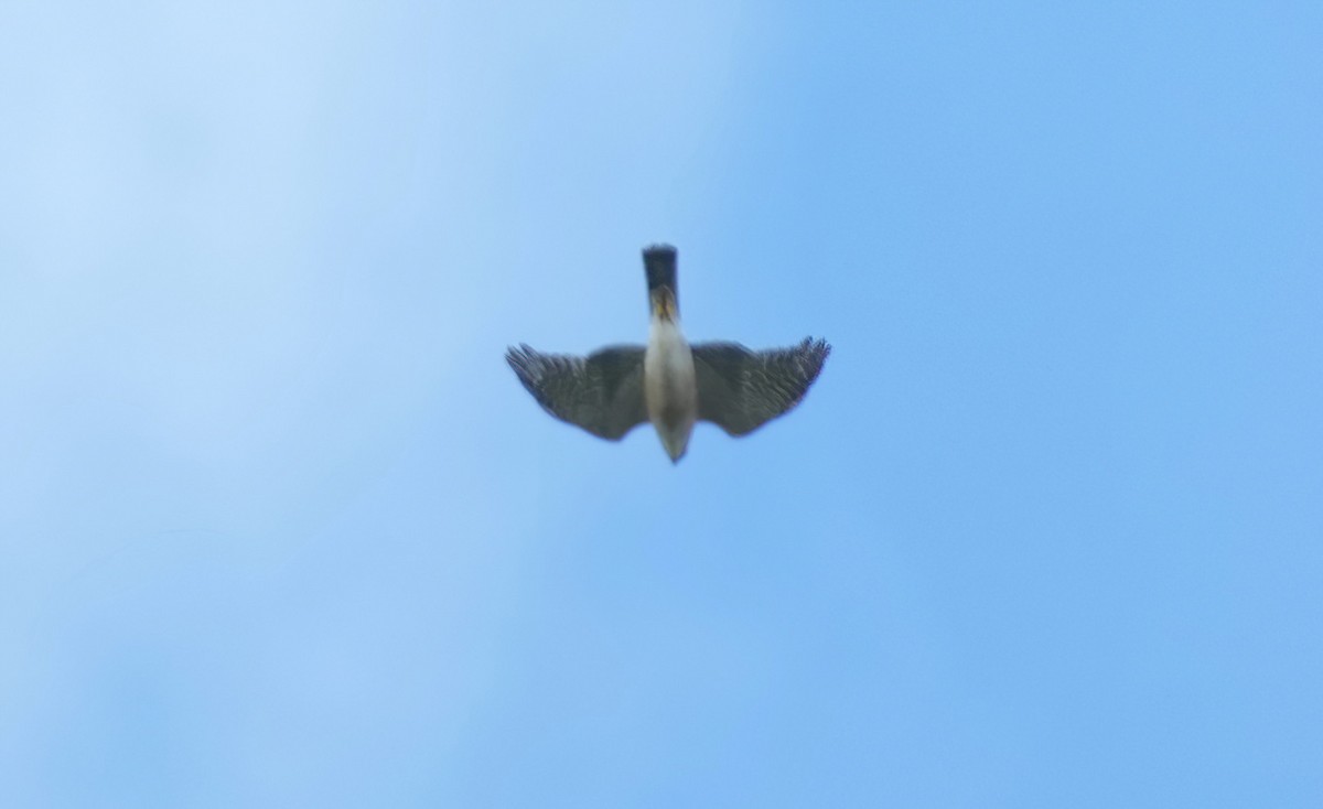 finkehauk - ML576295721