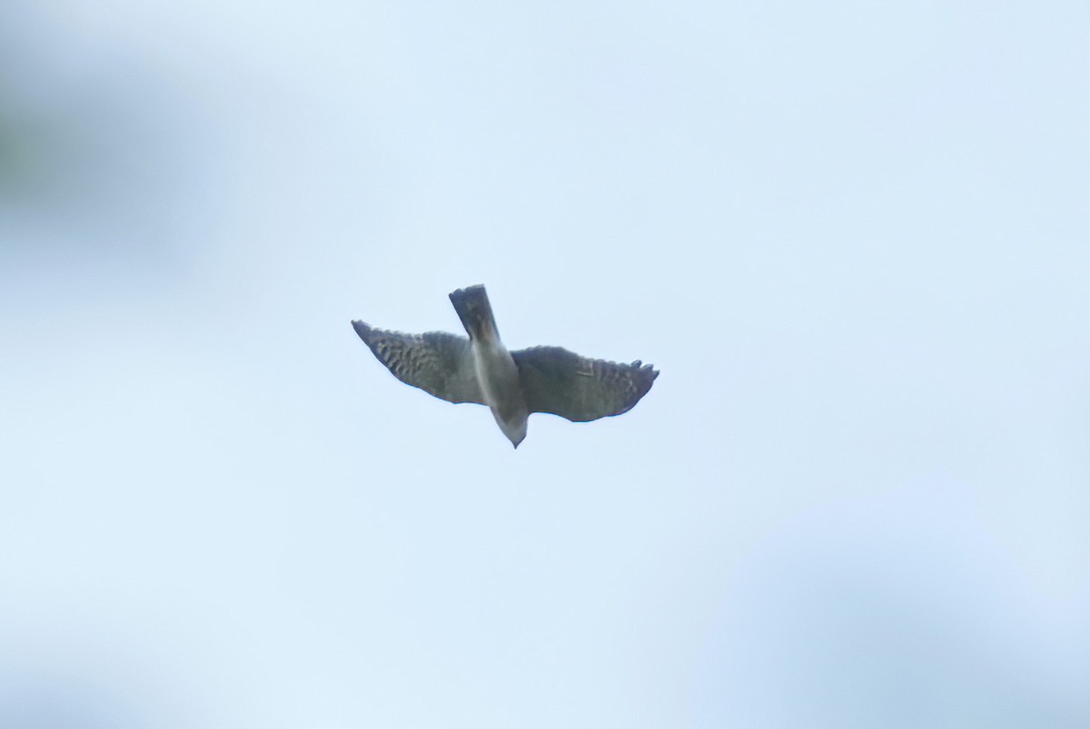 finkehauk - ML576295731