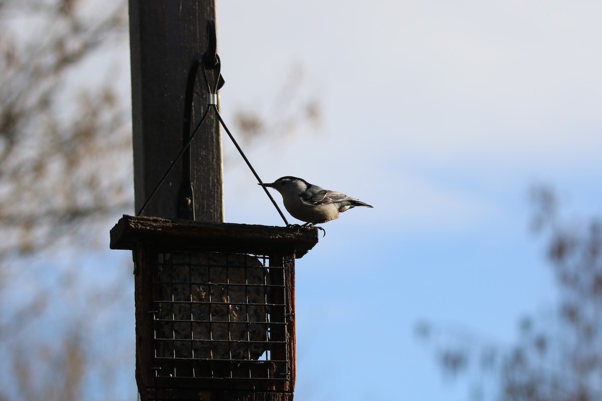 White-breasted Nuthatch - ML576296081