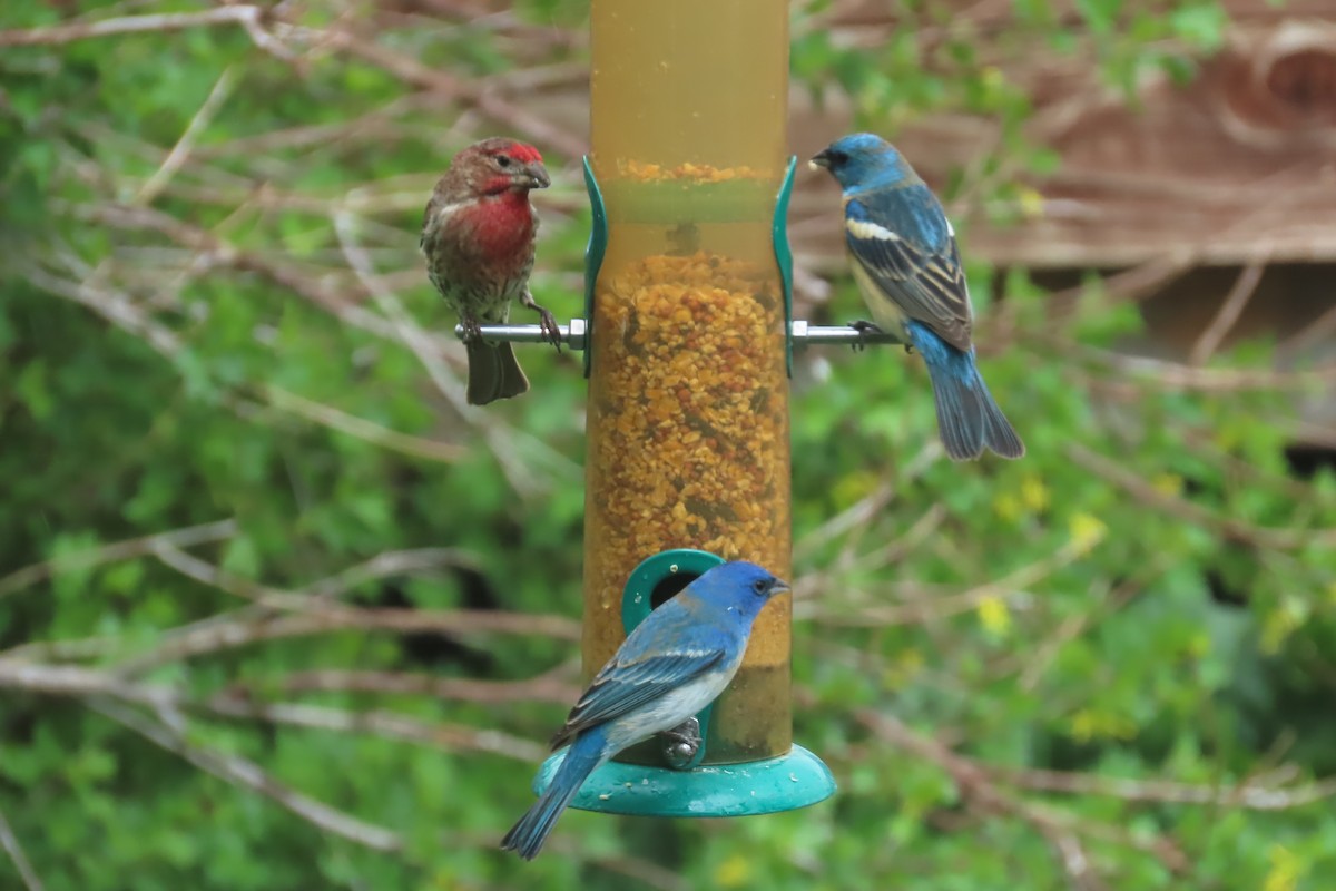 Lazuli x Indigo Bunting (hybrid) - ML576297321