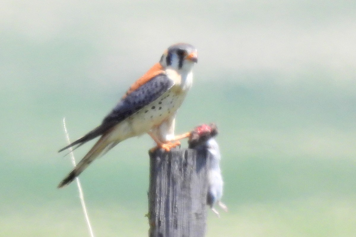 American Kestrel - Diana LaSarge and Aaron Skirvin