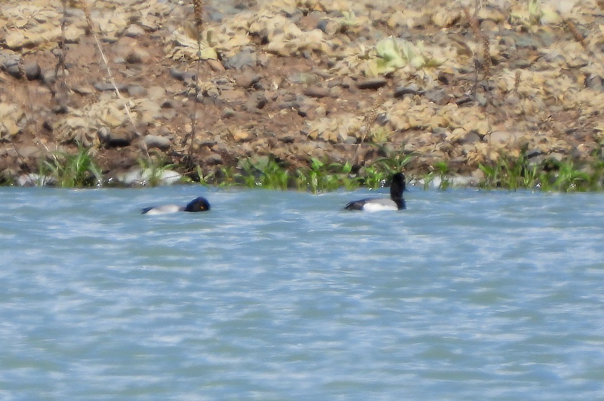 Lesser Scaup - ML576298161