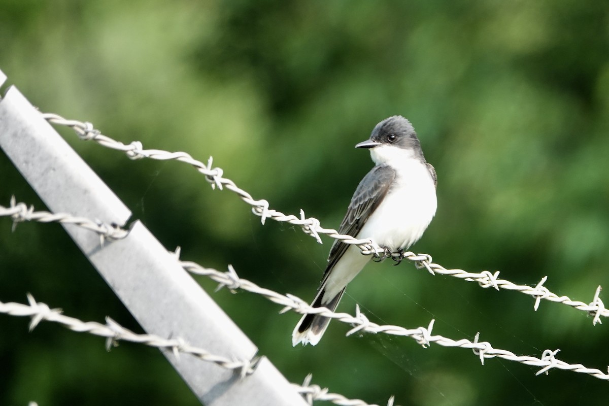 Eastern Kingbird - ML576298341