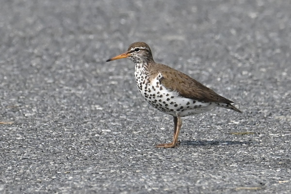 Spotted Sandpiper - Fred Zimmerman