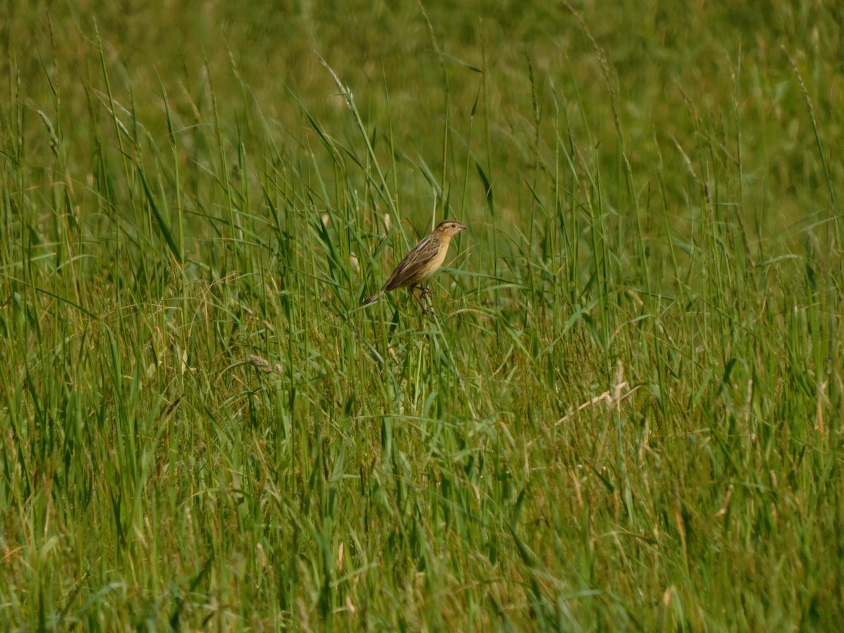 Bobolink - ML576299821