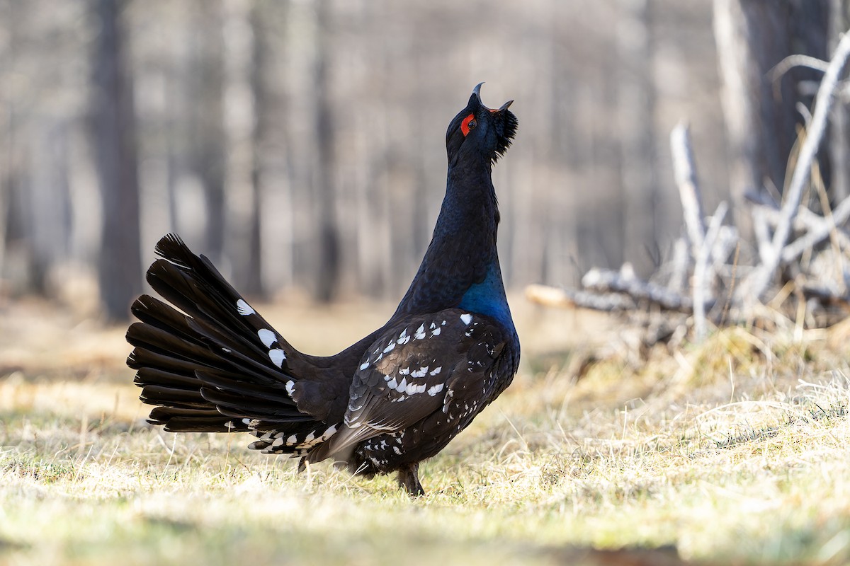 Black-billed Capercaillie - ML576300891