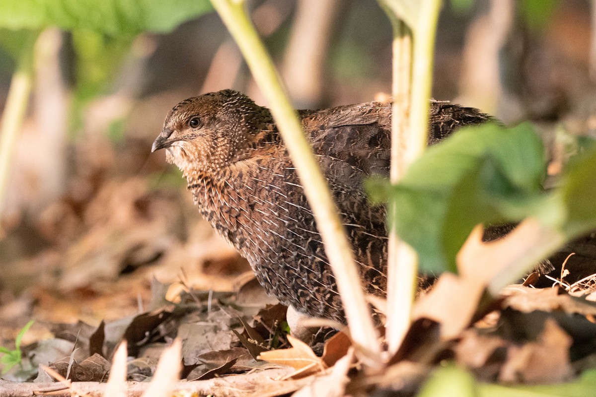 Synoicus/Coturnix sp. - ML576301401