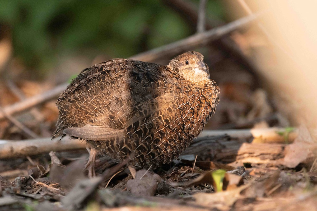 old world quail sp. - ML576301451