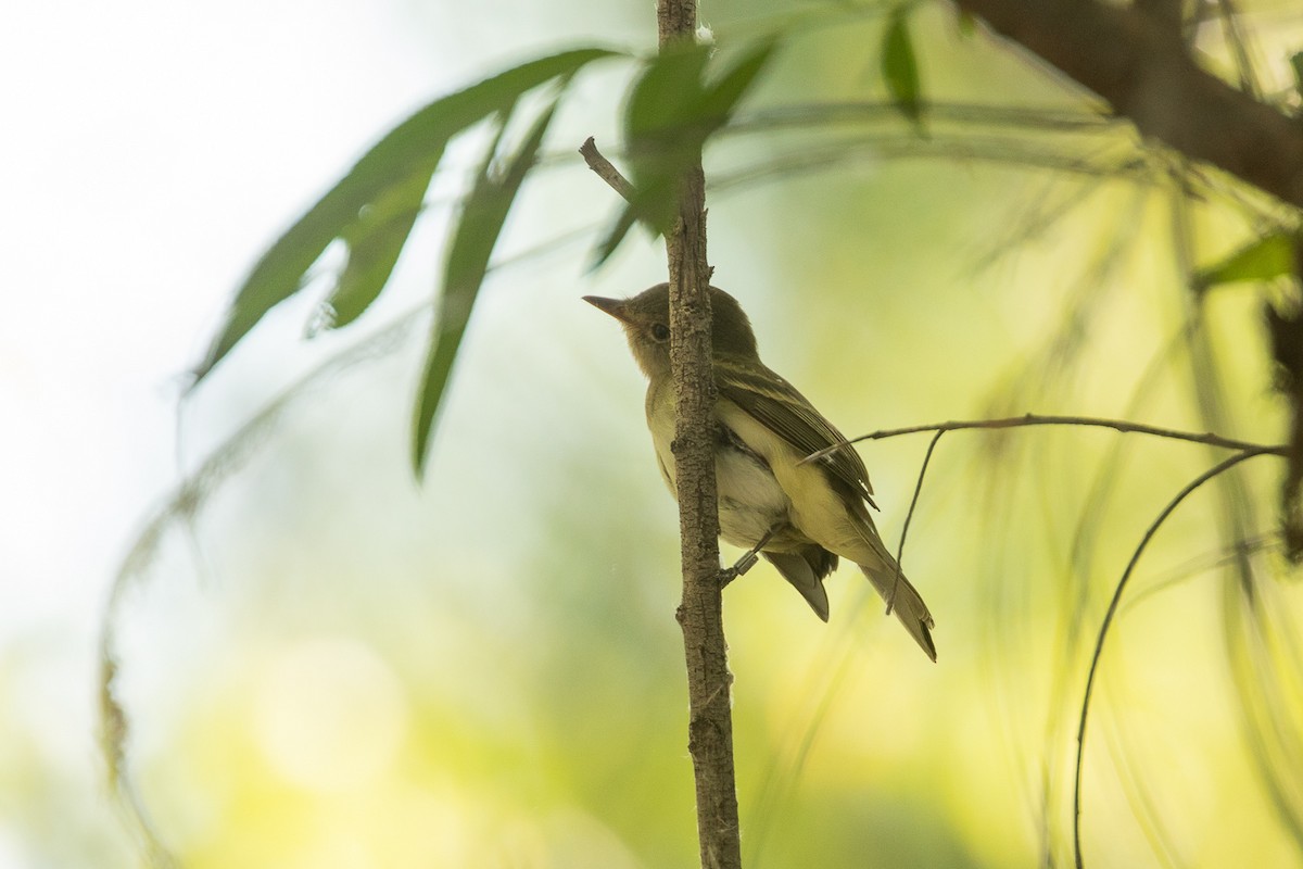 Willow Flycatcher (Southwestern) - ML576302891