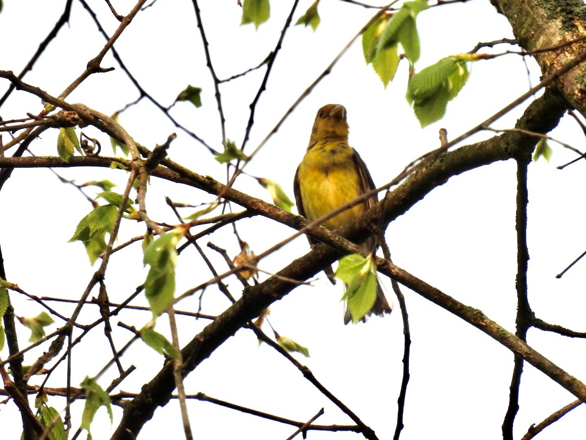 Summer/Scarlet Tanager - Vikki Jones