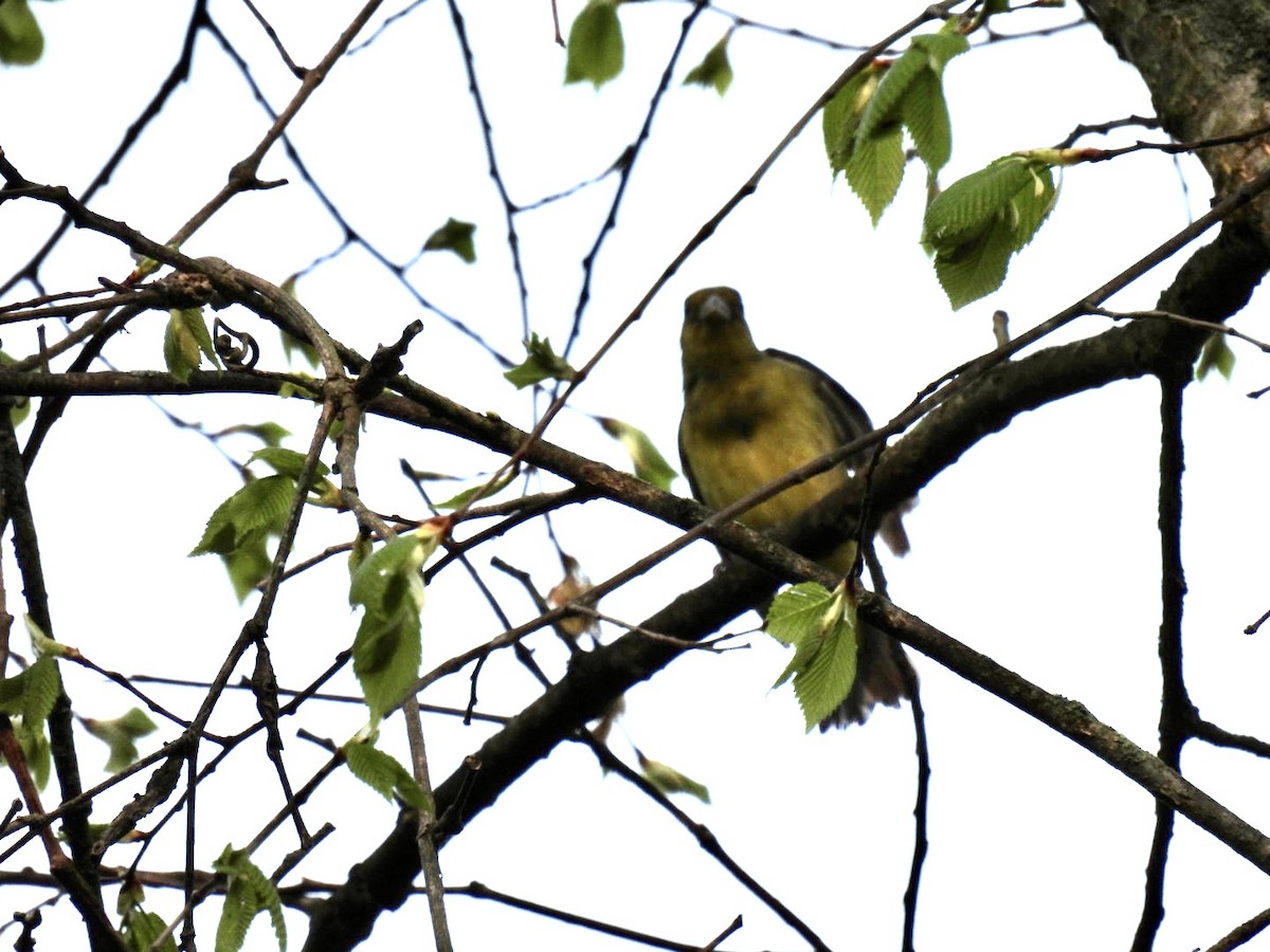 Summer/Scarlet Tanager - Vikki Jones