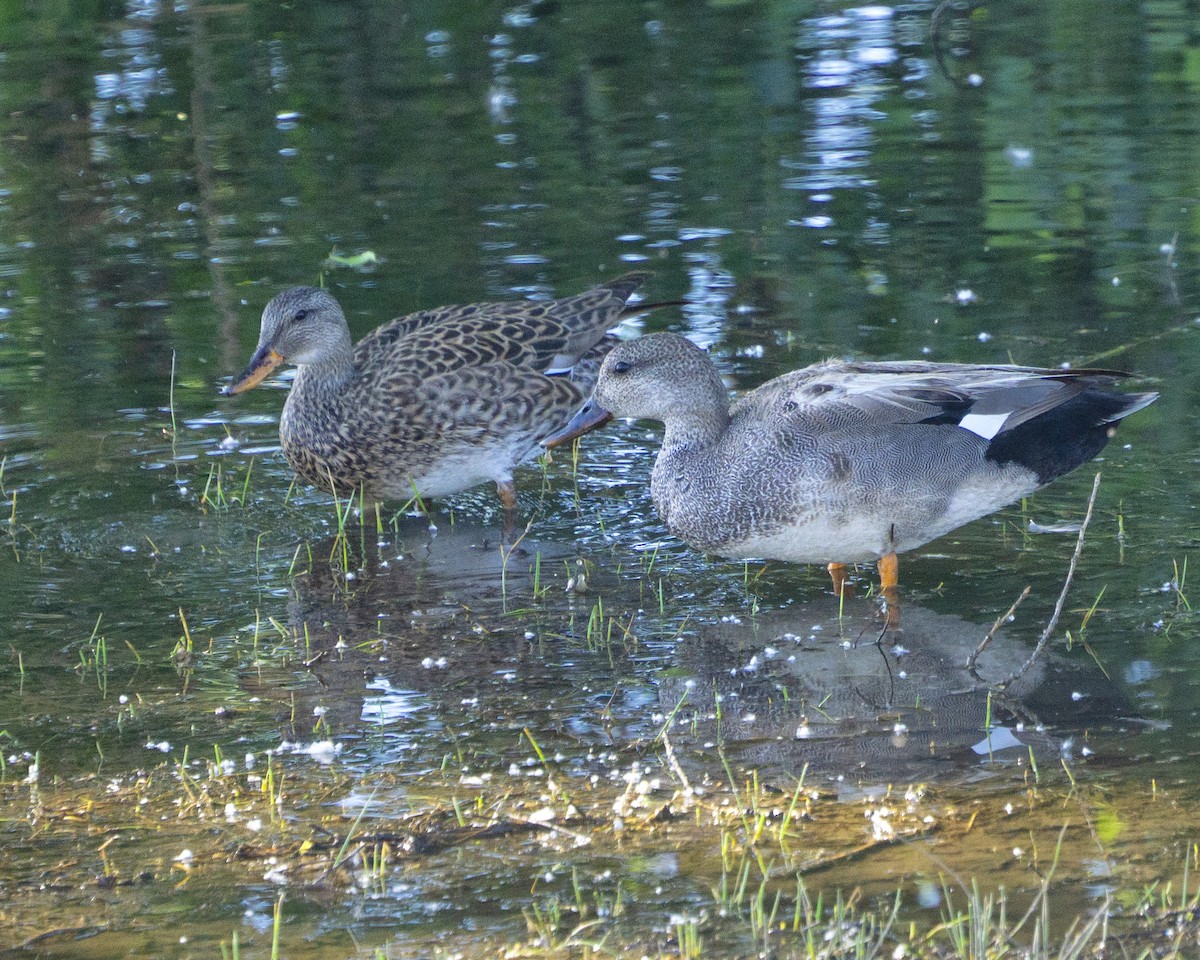 Canard chipeau - ML576304661