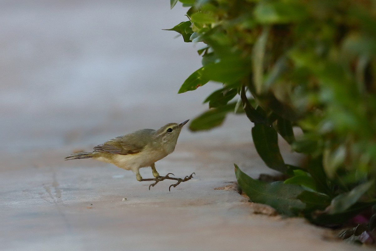 Common Chiffchaff - ML576304861