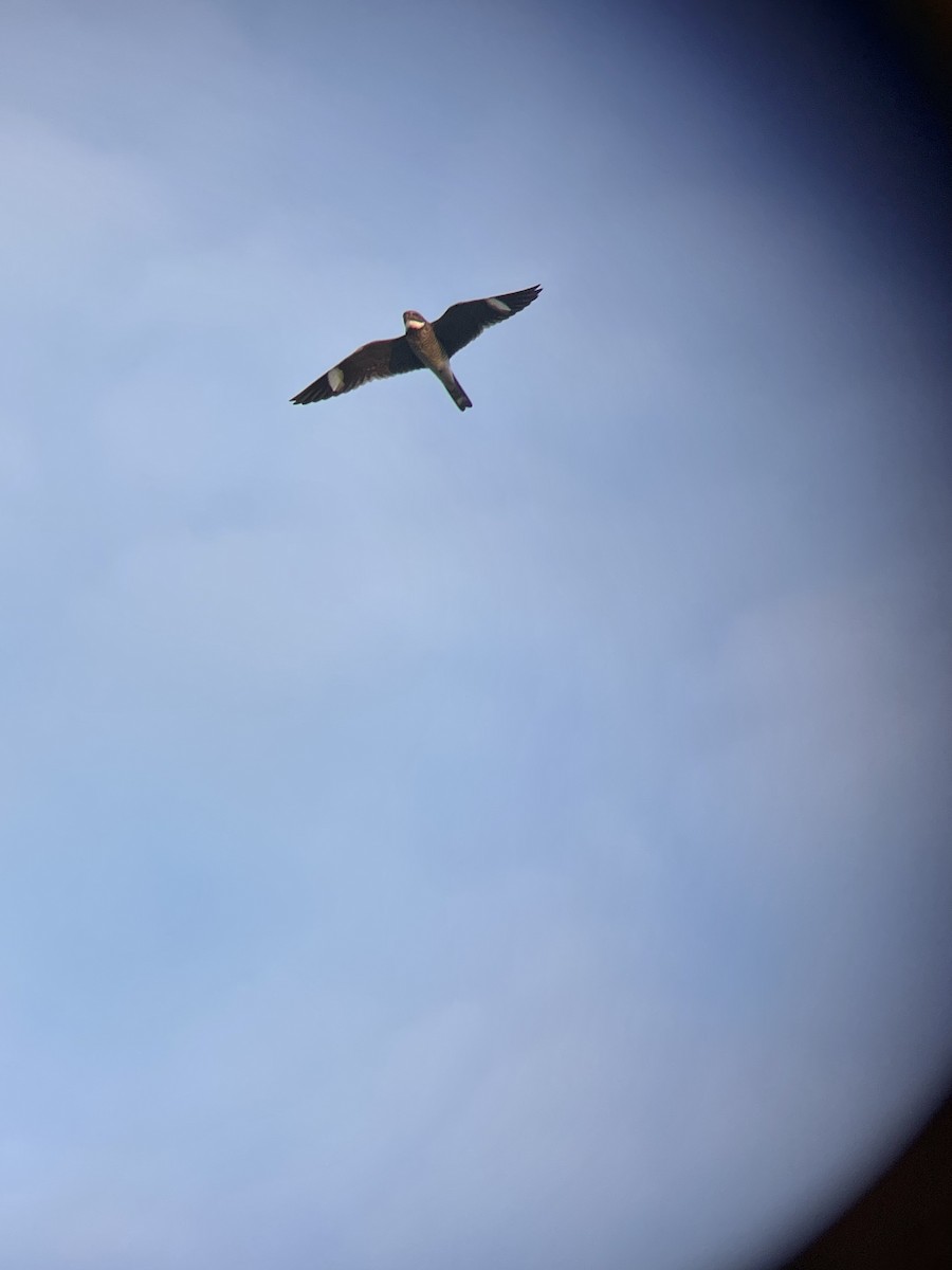Common Nighthawk - ML576305981