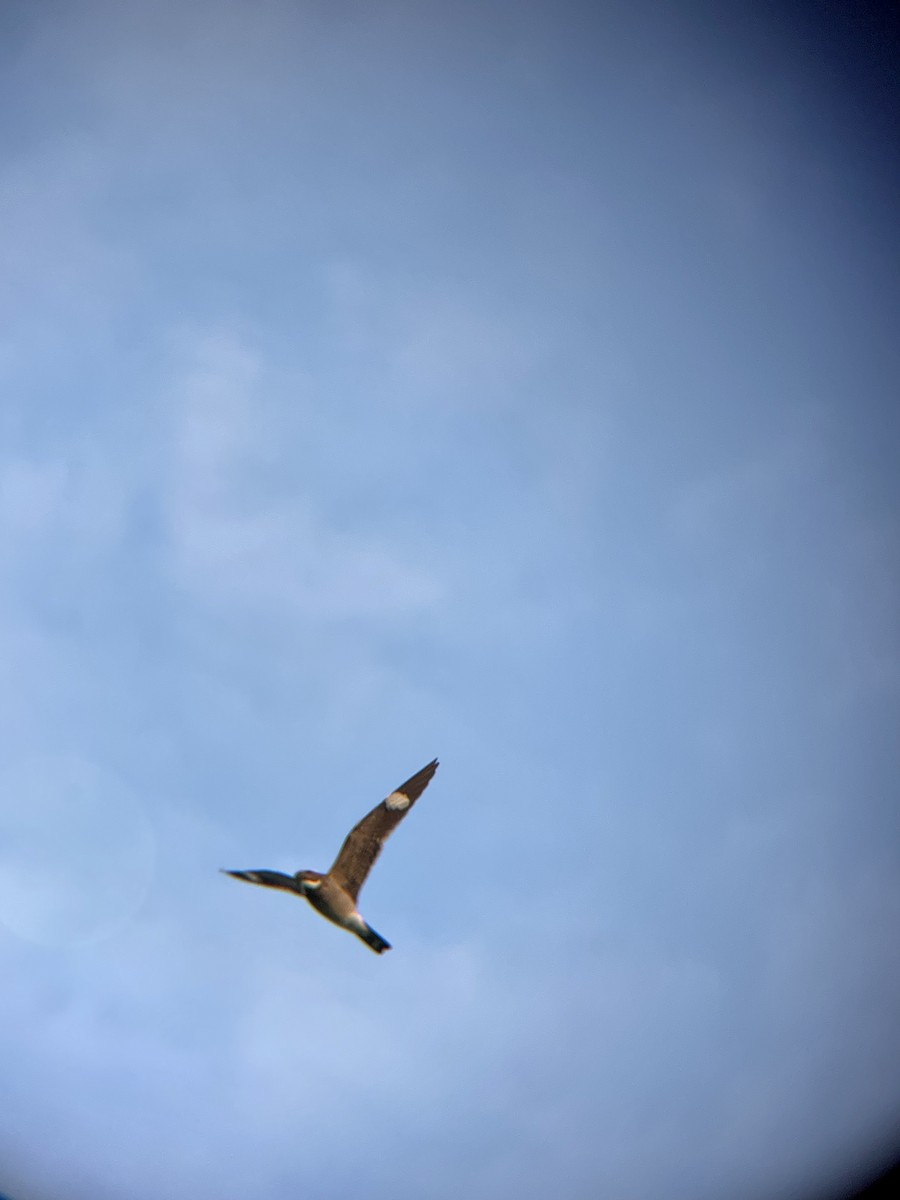 Common Nighthawk - ML576305991
