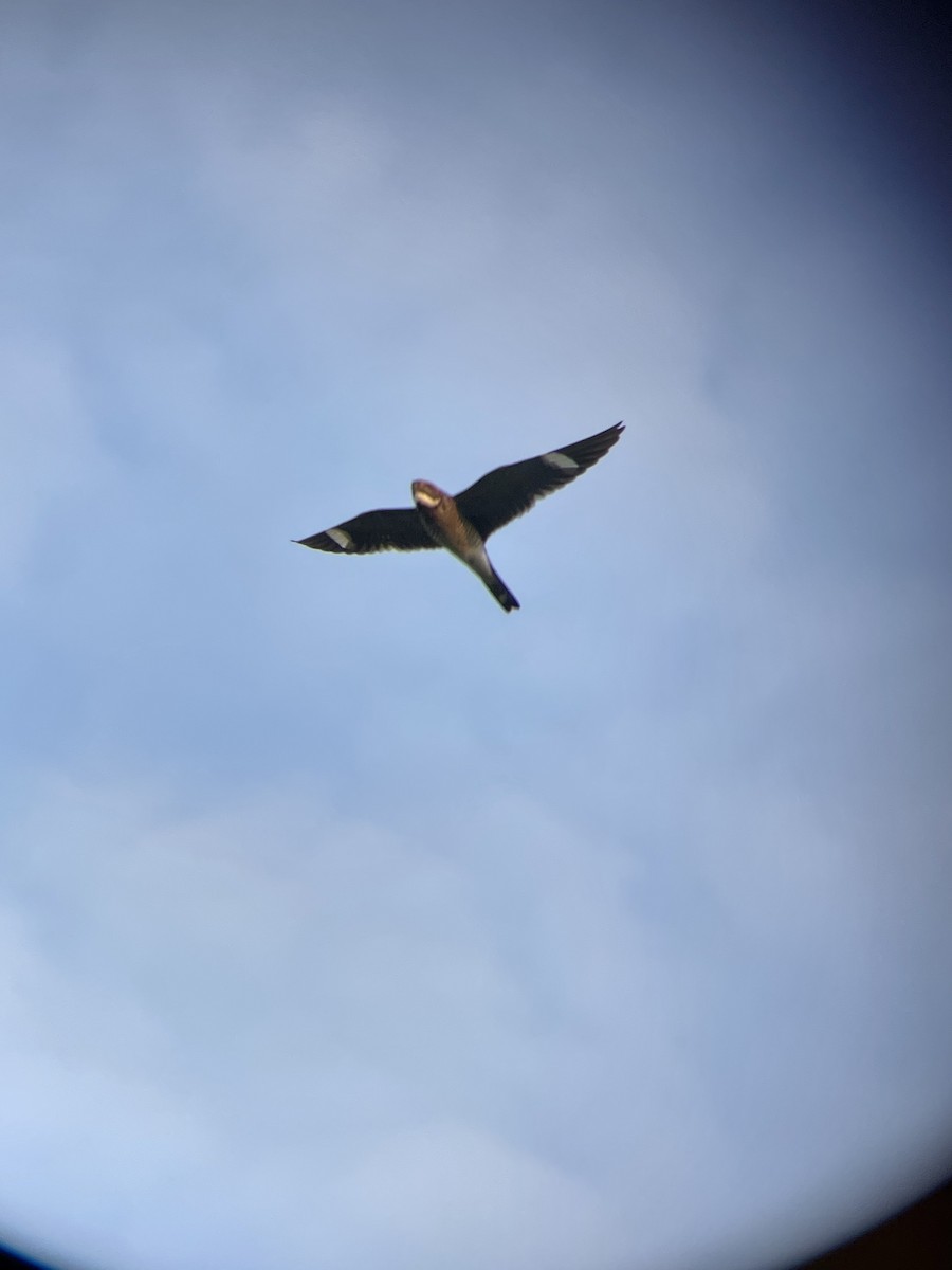 Common Nighthawk - ML576306001