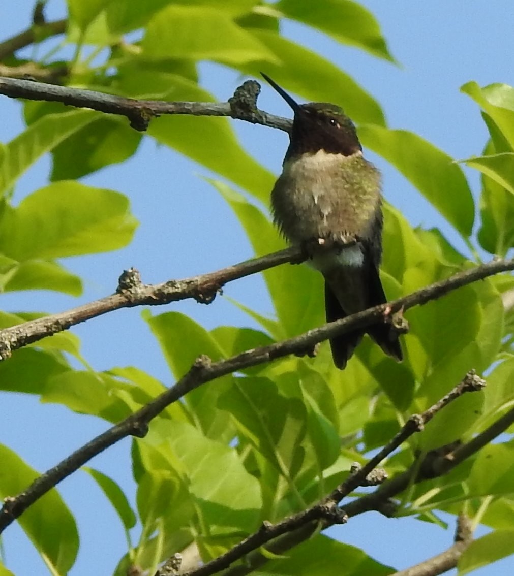 Ruby-throated Hummingbird - ML576306251