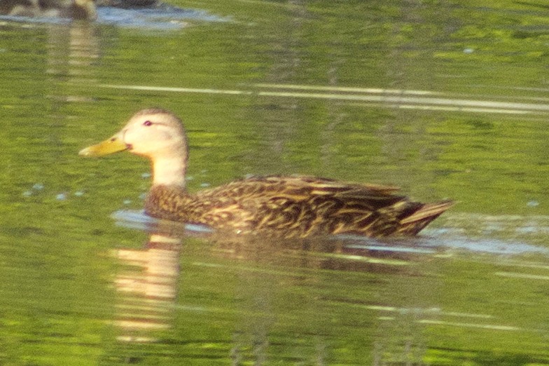 Mottled Duck - ML576306271