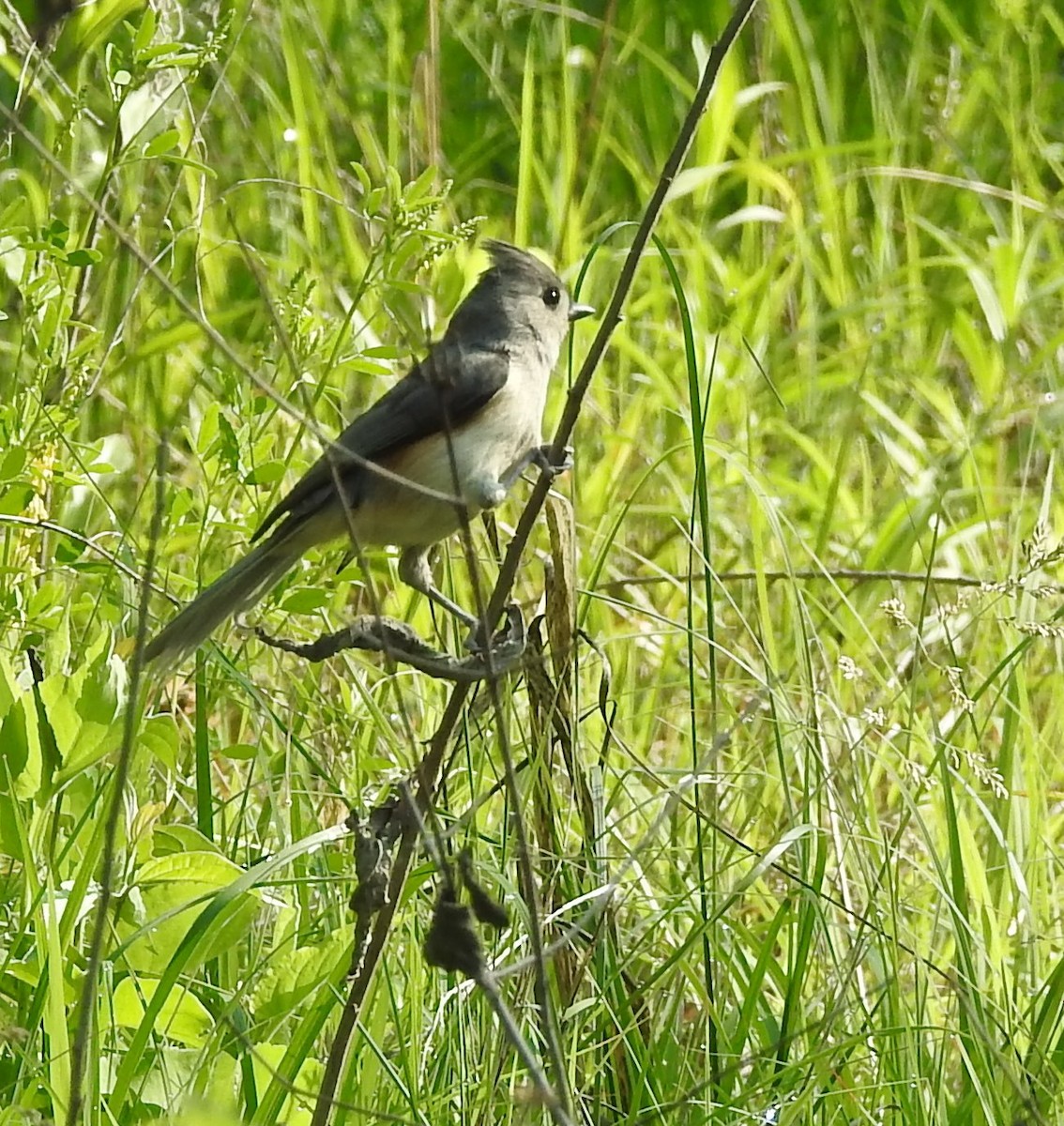 Tufted Titmouse - ML576306331